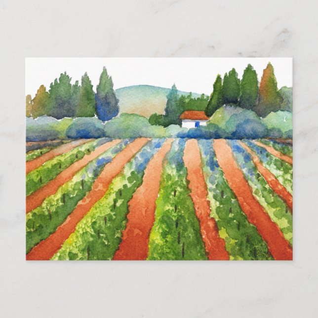 Red Green Blue Vineyard Watercolor   Postcard (Front)