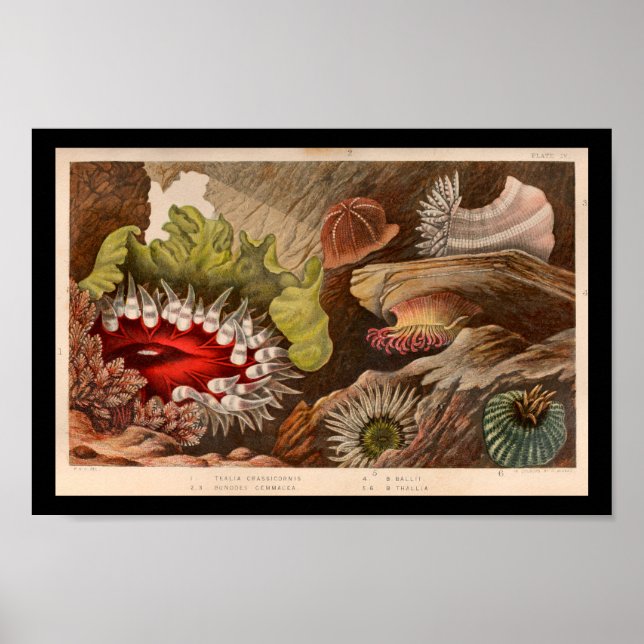 Red Green Sea Anemone Marine Life Print (Front)