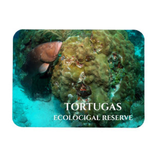 Red Grouper in Coral, Tortugas Ecological Reserve Magnet