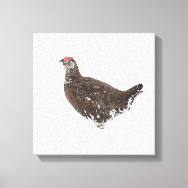 Red grouse canvas print (Front)