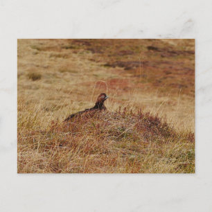 Red Grouse Postcard