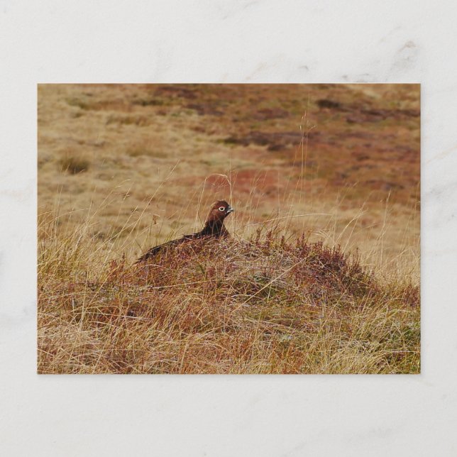 Red Grouse Postcard (Front)