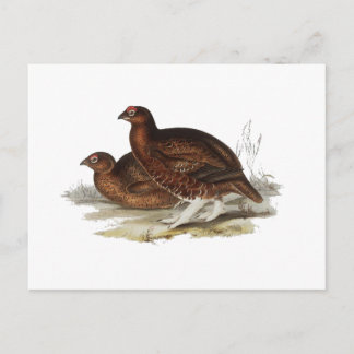 Red Grouse Postcard