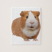 red guinea pig