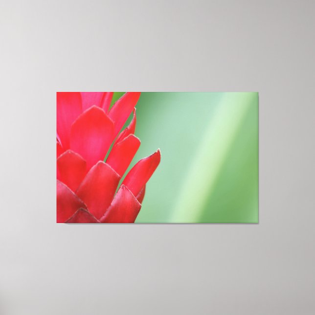 Red Hawaiian Ginger Flower Canvas Print (Front)