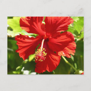 Red Hawaiian Hibiscus Flower Postcard