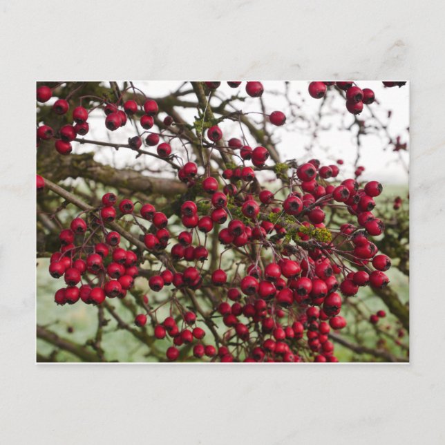 Red Hawthorn Berries Postcard (Front)