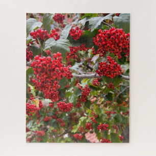 Red Hawthorn Berries, San Francisco Jigsaw Puzzle