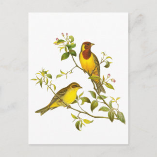 Red-headed Bunting Postcard