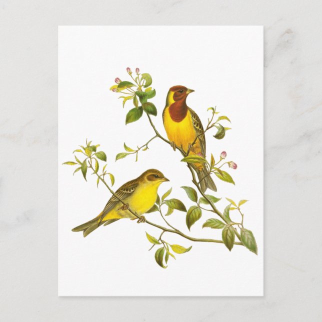 Red-headed Bunting Postcard (Front)