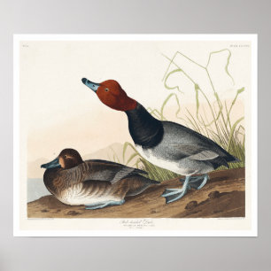 Red-headed Duck by Audubon Poster