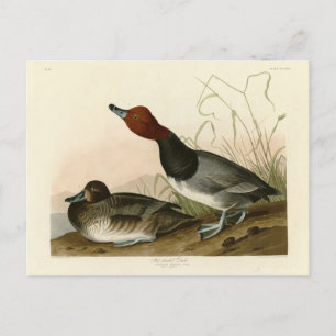 Red-headed Duck - from Audubon's Birds of America Postcard