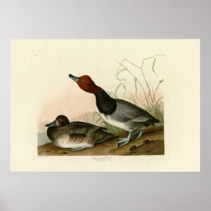 Red-headed Duck - from Audubon's Birds of America Poster