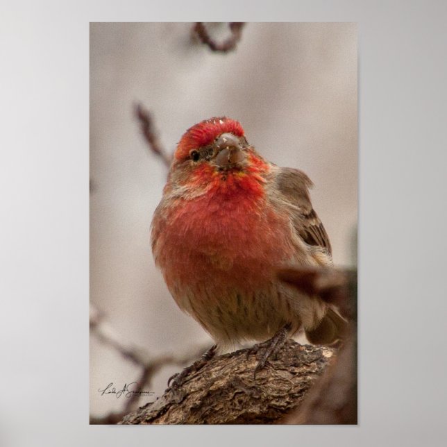 Red Headed House Finch Poster (Front)