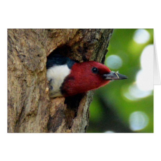 Red-Headed Woodpecker (Front Horizontal)
