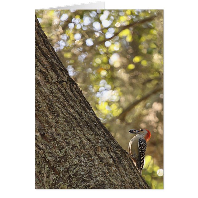 Red Headed Woodpecker (Front)