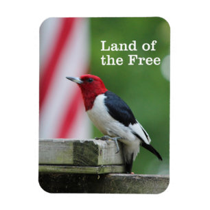 Red-headed Woodpecker 2 Magnet