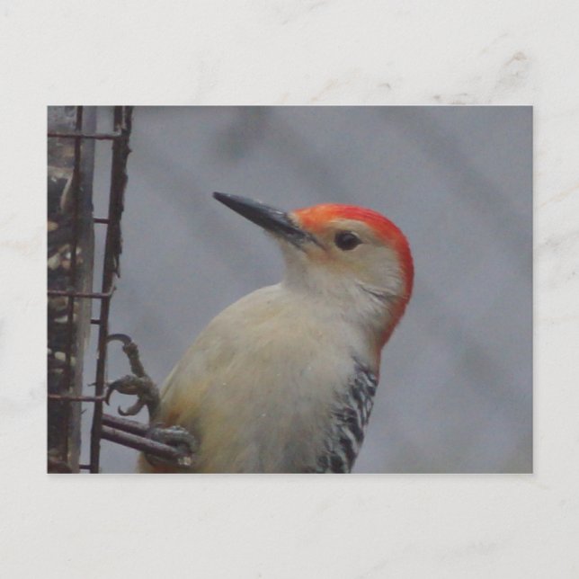 Red headed woodpecker bird nature postcard (Front)
