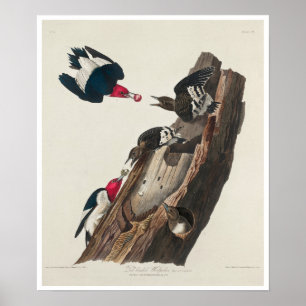 Red-headed Woodpecker by Audubon Poster