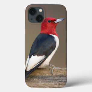 Red-headed Woodpecker on fence iPhone 13 Case