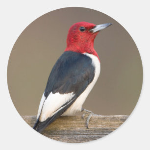 Red-headed Woodpecker on fence Classic Round Sticker