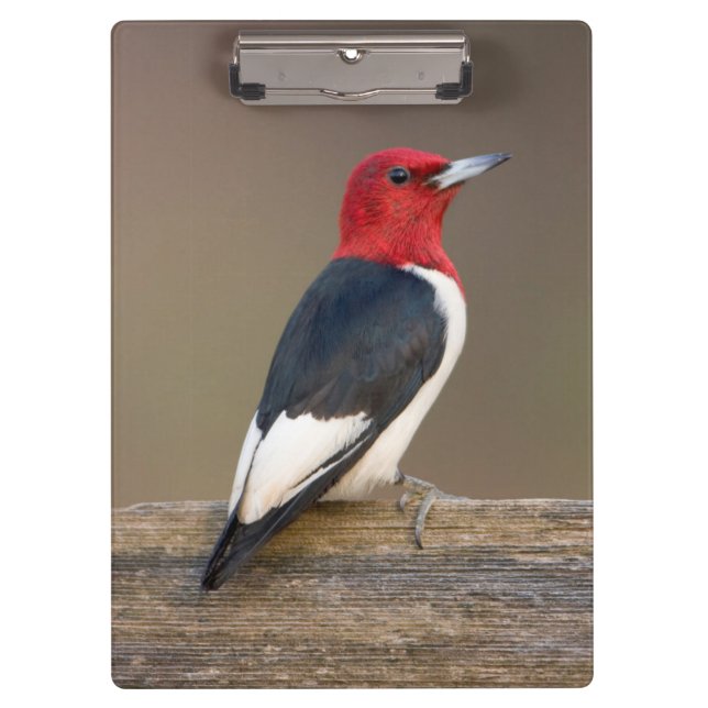 Red-headed Woodpecker on fence Clipboard (Front)