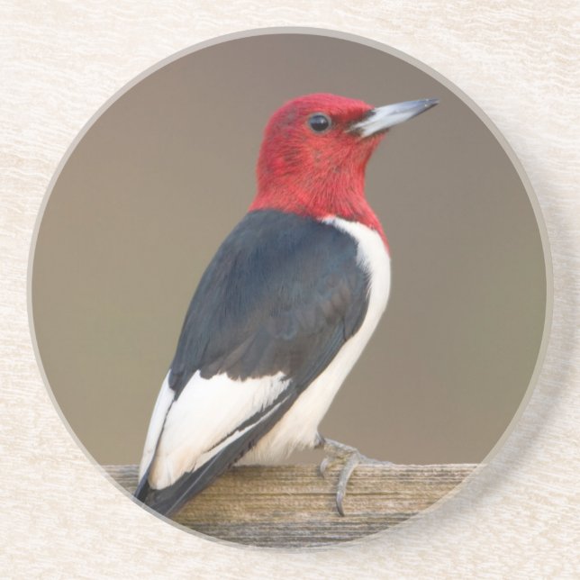 Red-headed Woodpecker on fence Coaster (Front)