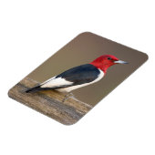 Red-headed Woodpecker on fence Magnet (Left Side)