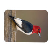 Red-headed Woodpecker on fence Magnet (Horizontal)