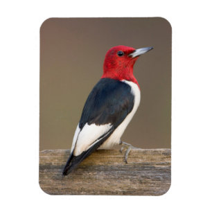 Red-headed Woodpecker on fence Magnet