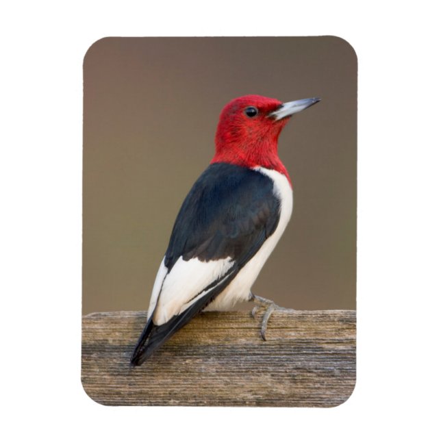 Red-headed Woodpecker on fence Magnet (Vertical)