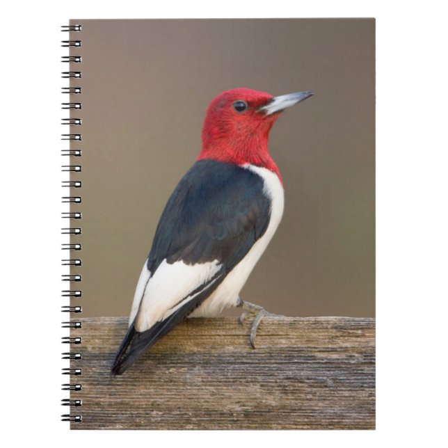 Red-headed Woodpecker on fence Notebook (Front)