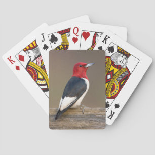 Red-headed Woodpecker on fence Playing Cards