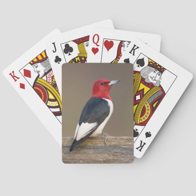 Red-headed Woodpecker on fence Playing Cards (Back)