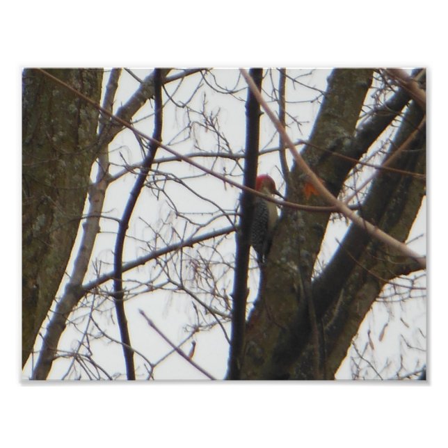 Red Headed Woodpecker Photo Print (Front)