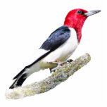 Red-Headed Woodpecker Photo Sculpture Magnet<br><div class="desc">An image of a Red-Headed Woodpecker</div>