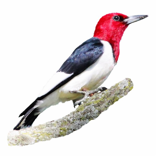 Red-Headed Woodpecker Photo Sculpture Magnet (Front)