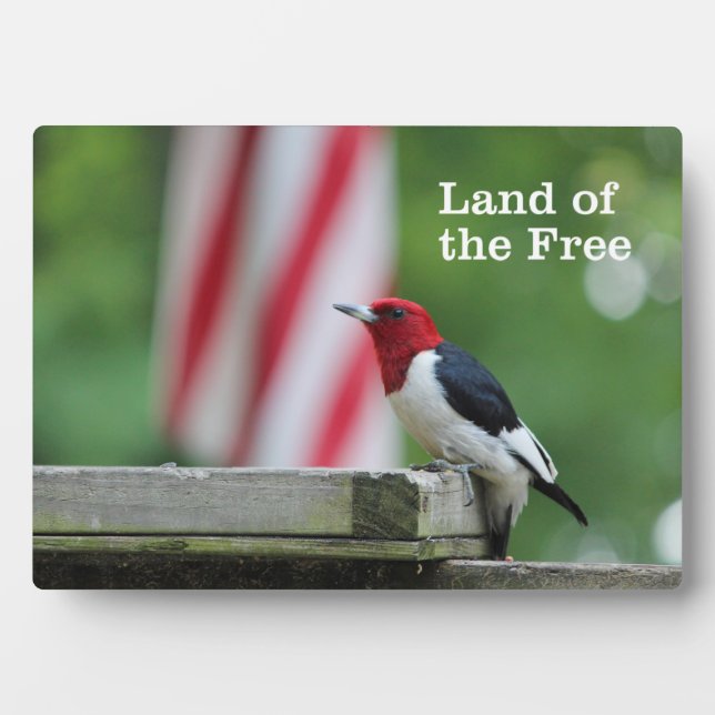Red-headed Woodpecker Plaque (Front)