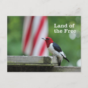 Red-headed Woodpecker Postcard