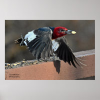 Red-Headed Woodpecker