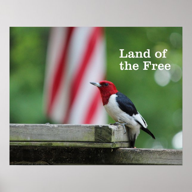 Red-headed Woodpecker Poster (Front)