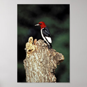 Red-headed woodpecker poster