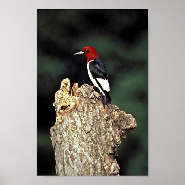 Red-headed woodpecker poster (Front)