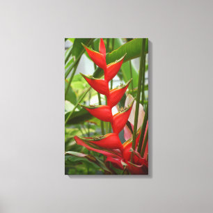 Red Heliconia Canvas Print