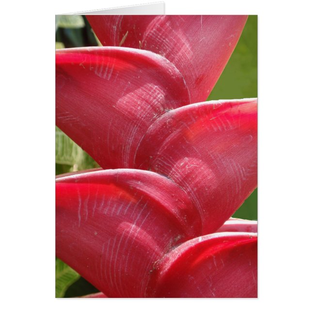 Red Heliconia Detail (Front)