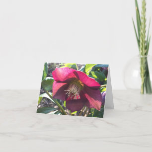 Red Helleborus (Lenten Rose) card (blank)
