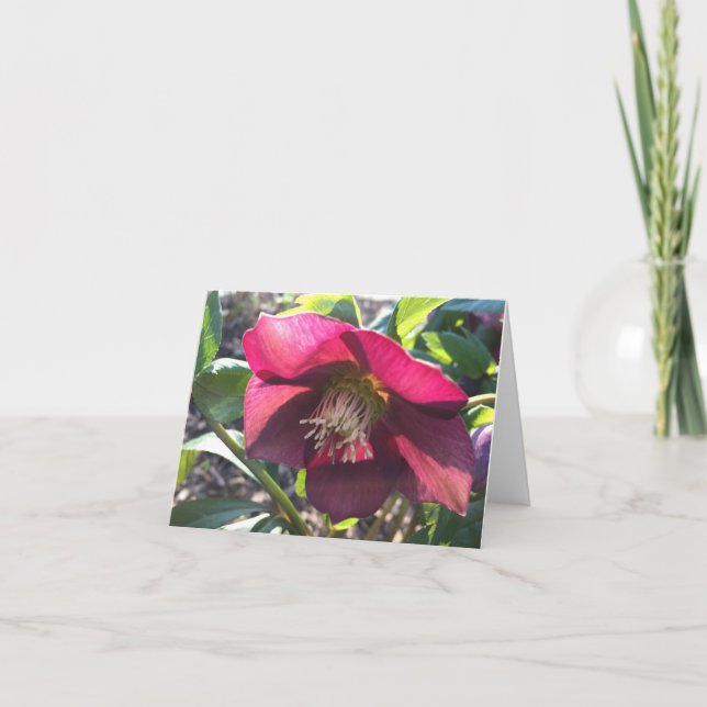Red Helleborus (Lenten Rose) card (blank) (Front)