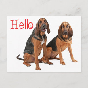 Red Hello Bloodhound Puppy Dog Greeting Postcard