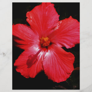 Red Hibiscus