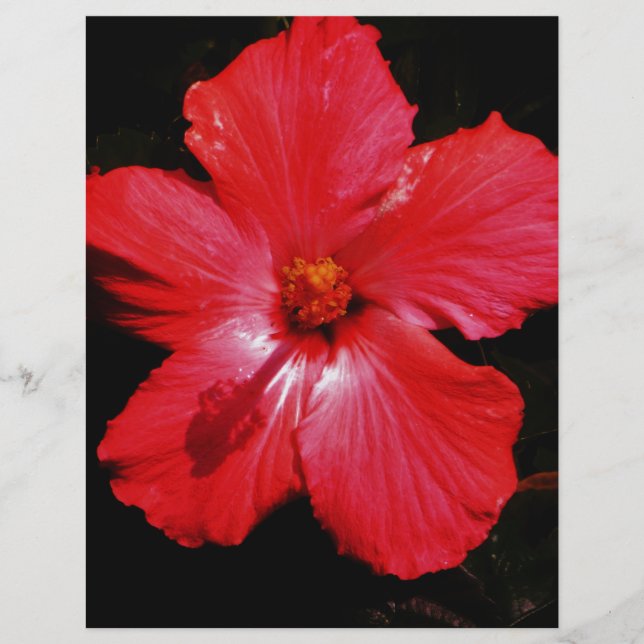 Red Hibiscus (Front)